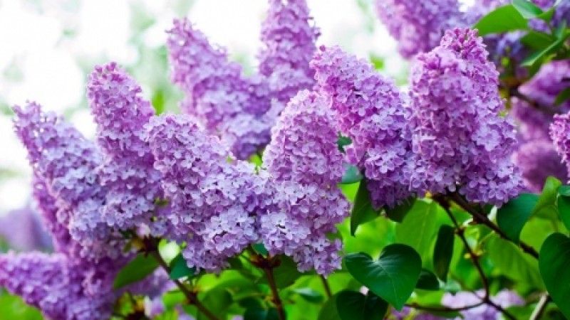 Lilac Sunday at the Arnold Arboretum